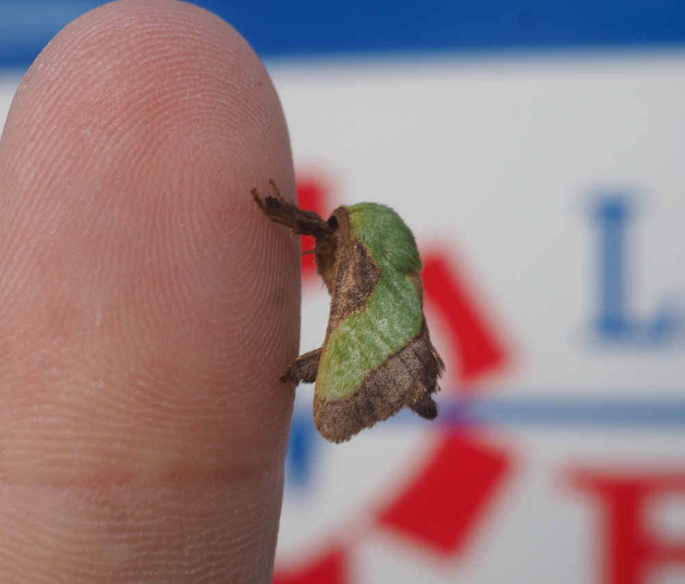 Smaller than the Regular-Sized Parasa_20220601.jpg